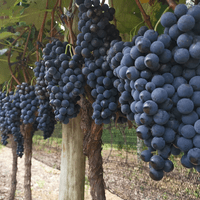 Mundo dos Vinhos –  Prof. Adilson Amatto